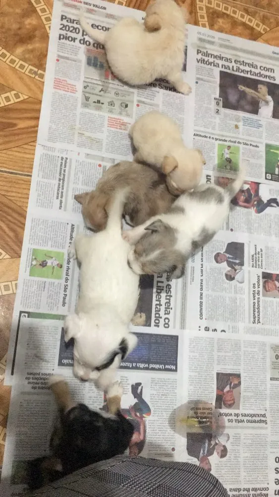 Cachorro ra a filhotes não sei a raça  idade Abaixo de 2 meses nome Sem nome 