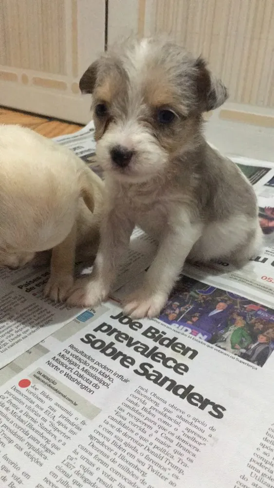 Cachorro ra a filhotes não sei a raça  idade Abaixo de 2 meses nome Sem nome 