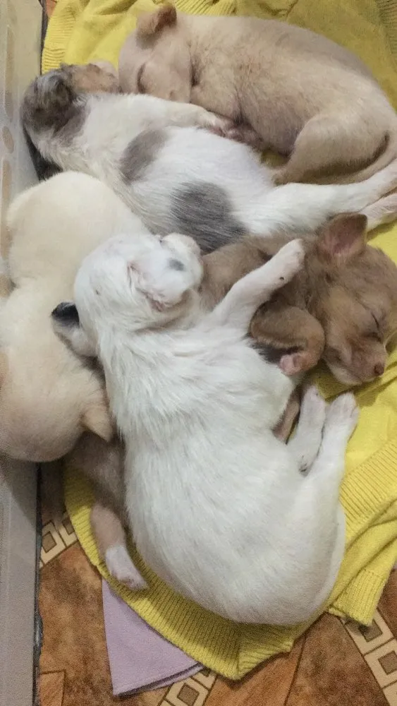 Cachorro ra a filhotes não sei a raça  idade Abaixo de 2 meses nome Sem nome 