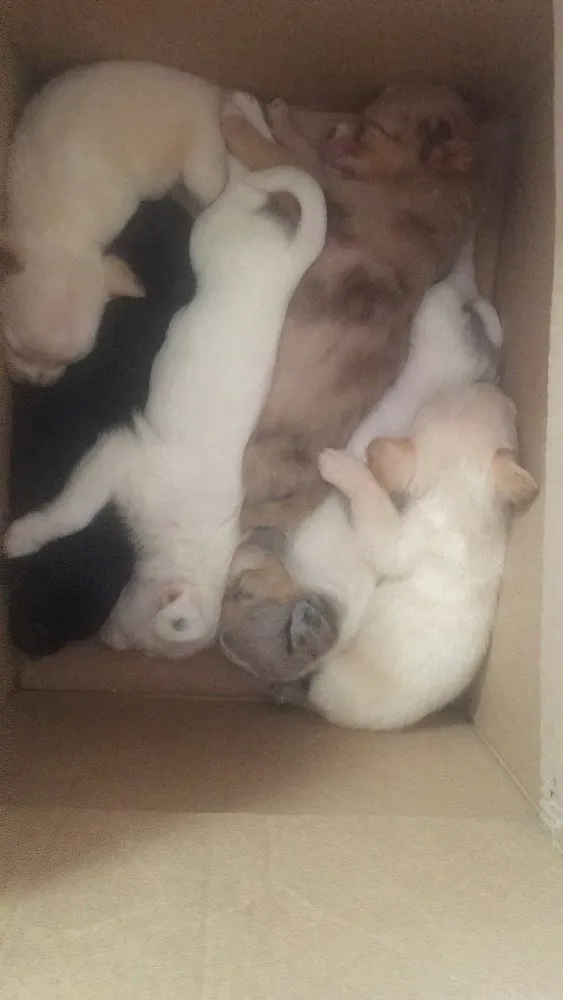 Cachorro ra a filhotes não sei a raça  idade Abaixo de 2 meses nome Sem nome 