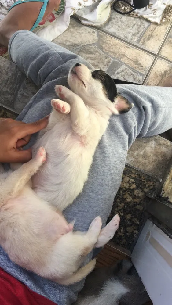 Cachorro ra a filhotes não sei a raça  idade Abaixo de 2 meses nome Sem nome 