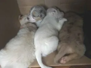 Cachorro raça filhotes não sei a raça  idade Abaixo de 2 meses nome Sem nome 