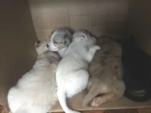 Cachorro raça filhotes não sei a raça  idade Abaixo de 2 meses nome Sem nome 