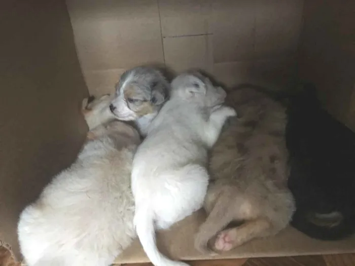 Cachorro ra a filhotes não sei a raça  idade Abaixo de 2 meses nome Sem nome 