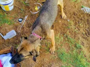 Cachorro raça Misturado idade 7 a 11 meses nome Não tem