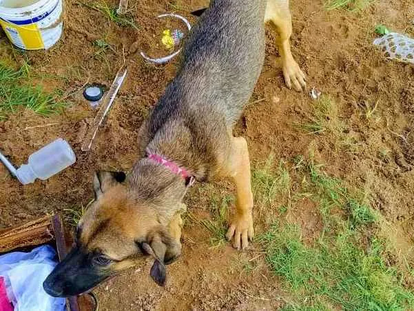 Cachorro ra a Misturado idade 7 a 11 meses nome Não tem