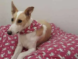 Cachorro raça Mistura de Collie com Labrador idade 6 ou mais anos nome Puppy