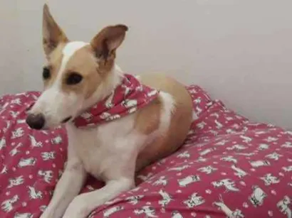 Cachorro raça Mistura de Collie com Labrador idade 6 ou mais anos nome Puppy