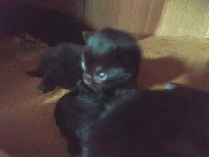 Gato raça  idade Abaixo de 2 meses nome Sem nome