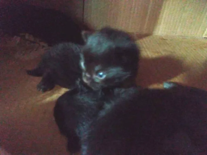 Gato ra a  idade Abaixo de 2 meses nome Sem nome