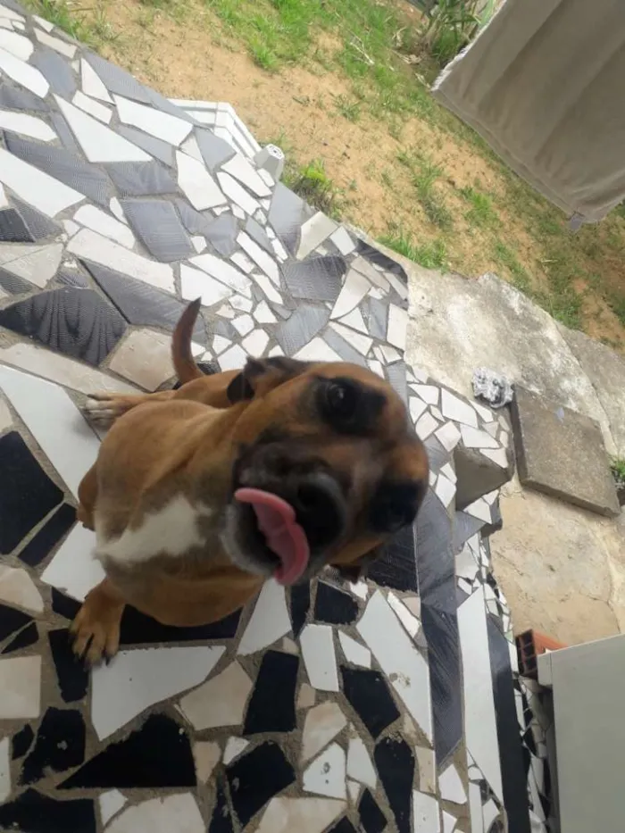 Cachorro ra a Salsicha com vira-lata  idade 1 ano nome Booby