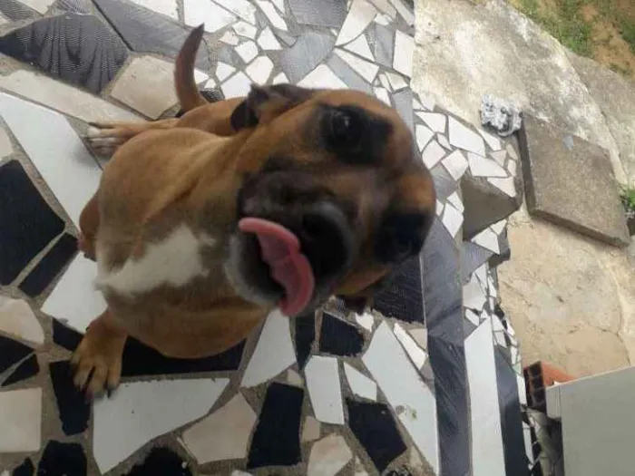 Cachorro ra a Salsicha com vira-lata  idade 1 ano nome Booby