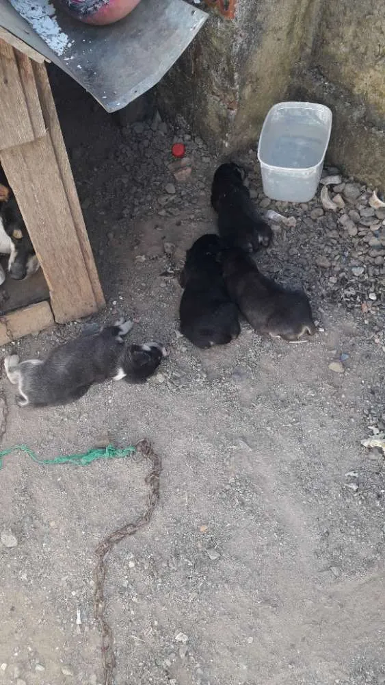 Cachorro ra a Vira lata idade Abaixo de 2 meses nome Sem nomes