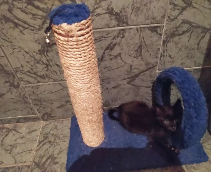 Gato ra a SDR idade Abaixo de 2 meses nome Café