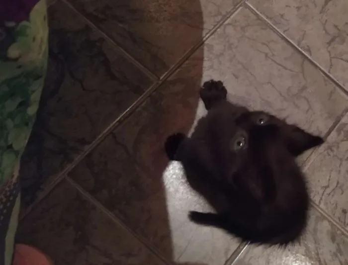 Gato ra a SDR idade Abaixo de 2 meses nome Café