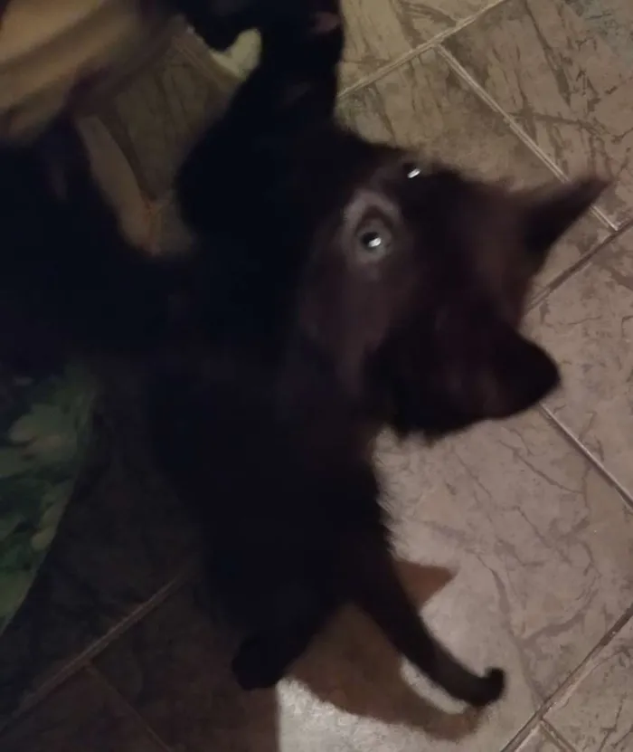 Gato ra a SDR idade Abaixo de 2 meses nome Café