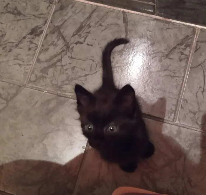 Gato ra a SDR idade Abaixo de 2 meses nome Café