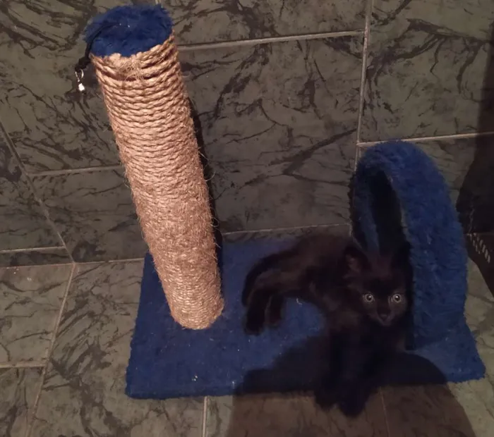 Gato ra a SDR idade Abaixo de 2 meses nome Café
