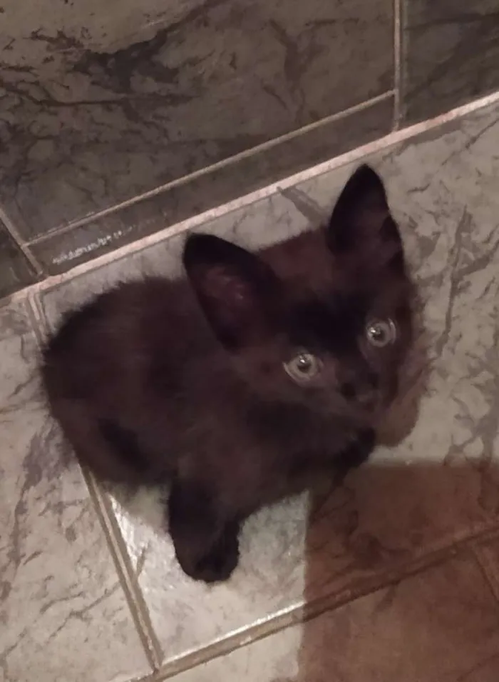 Gato ra a SDR idade Abaixo de 2 meses nome Café