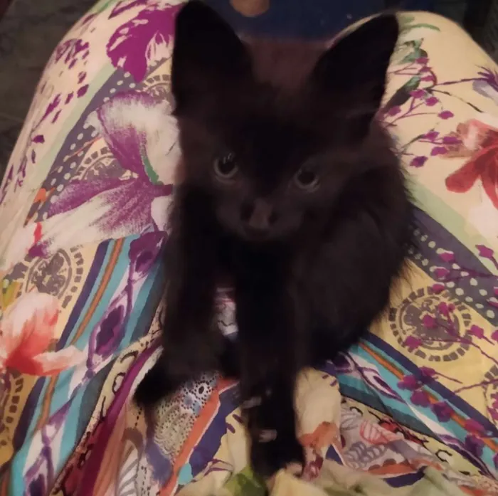Gato ra a SDR idade Abaixo de 2 meses nome Café