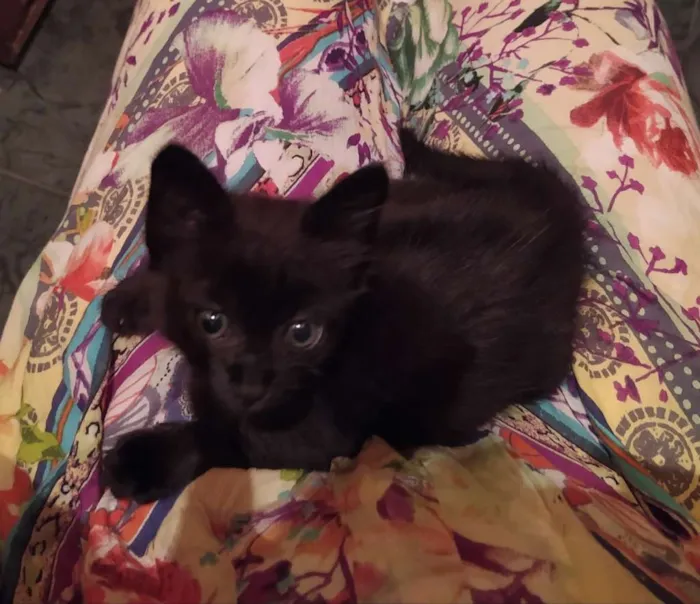 Gato ra a SDR idade Abaixo de 2 meses nome Café
