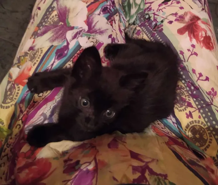 Gato ra a SDR idade Abaixo de 2 meses nome Café