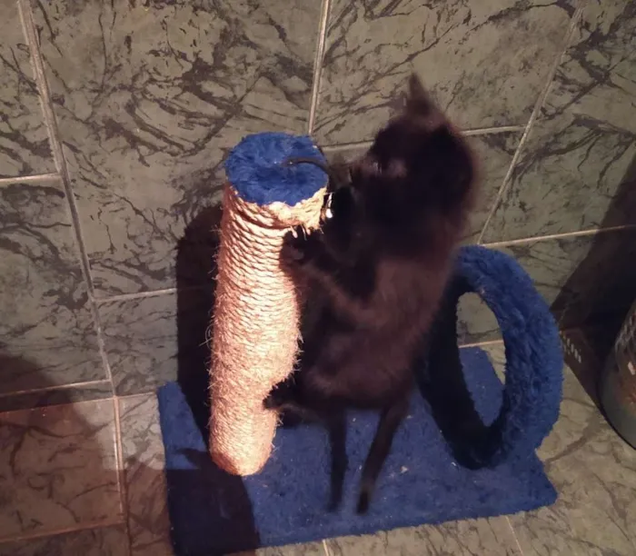 Gato ra a SDR idade Abaixo de 2 meses nome Café