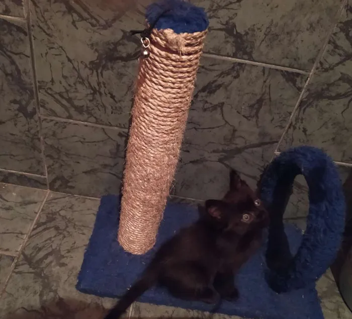 Gato ra a SDR idade Abaixo de 2 meses nome Café