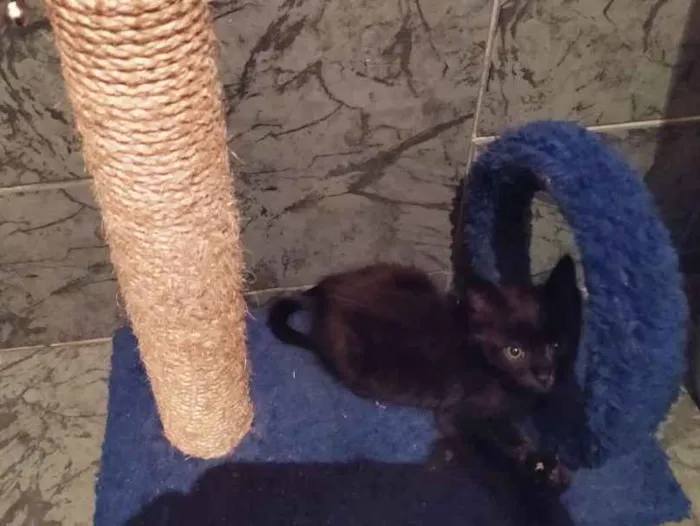 Gato ra a SDR idade Abaixo de 2 meses nome Café