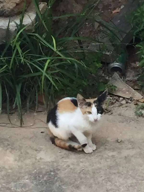 Gato ra a  idade 2 a 6 meses nome ADOTE