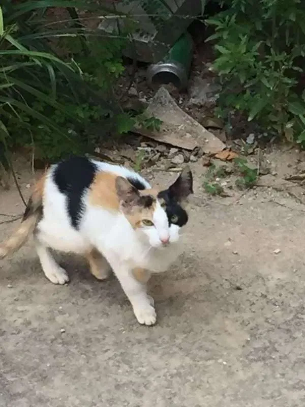 Gato ra a  idade 2 a 6 meses nome ADOTE