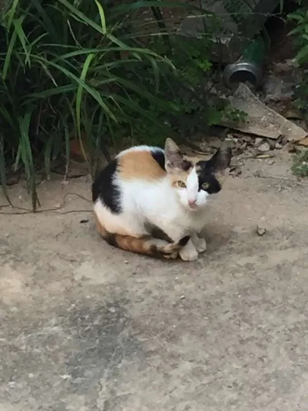 Gato ra a  idade 2 a 6 meses nome ADOTE