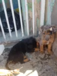 não tem