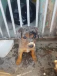não tem