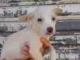 Bobby
