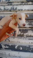 Toby