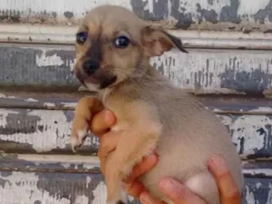 Cachorro raça SRD idade Abaixo de 2 meses nome Lady