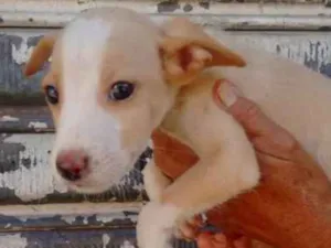 Cachorro raça SRD idade Abaixo de 2 meses nome Toby