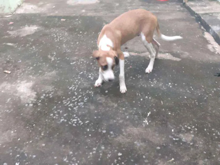 Cachorro ra a Viralata idade 2 a 6 meses nome Belim