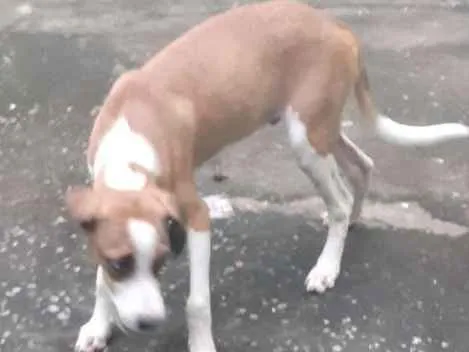 Cachorro ra a Viralata idade 2 a 6 meses nome Belim