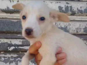 Cachorro raça SRD idade Abaixo de 2 meses nome Bobby