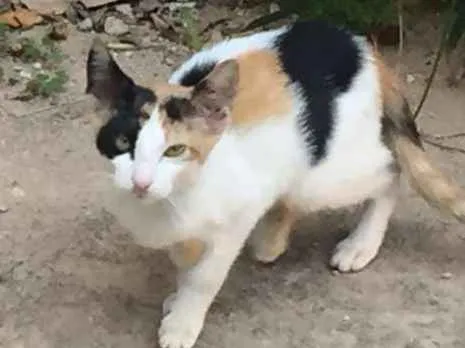 Gato ra a  idade 2 a 6 meses nome ADOTE