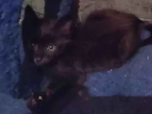 Gato raça SDR idade Abaixo de 2 meses nome Café