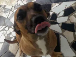 Cachorro raça Salsicha com vira-lata  idade 1 ano nome Booby