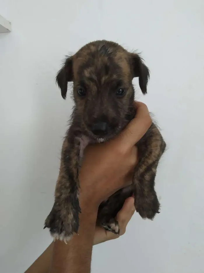 Cachorro raça Indefinida  idade Abaixo de 2 meses nome A escolher
