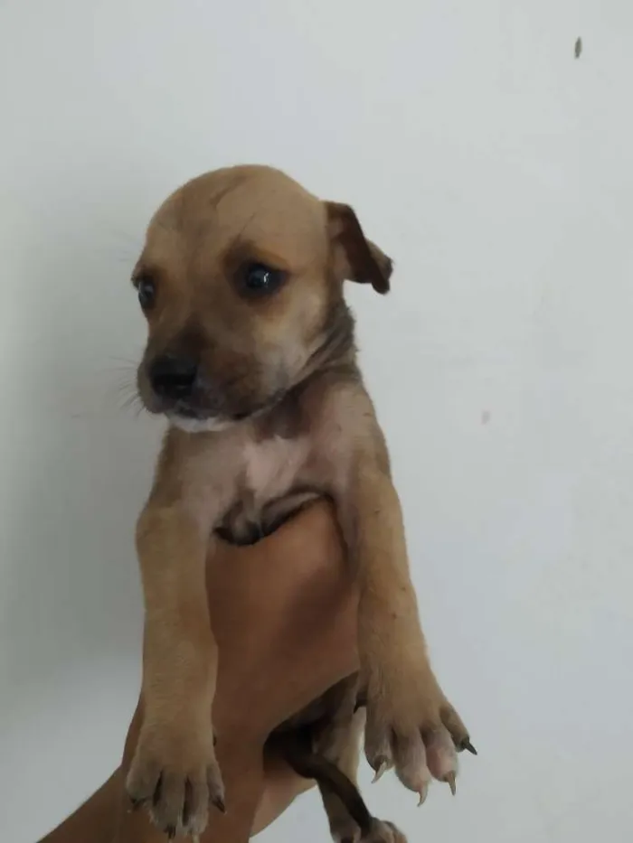 Cachorro raça Indefinida  idade Abaixo de 2 meses nome A escolher