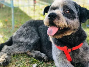Cachorro raça SRD idade 2 anos nome Thor