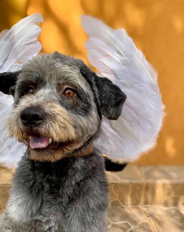 Cachorro ra a SRD idade 2 anos nome Thor