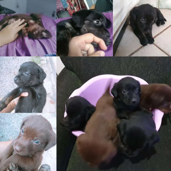 Cachorro raça SDR idade Abaixo de 2 meses nome Sem nome 