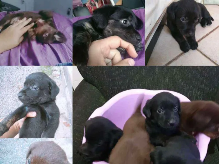 Cachorro raça SDR idade Abaixo de 2 meses nome Sem nome 